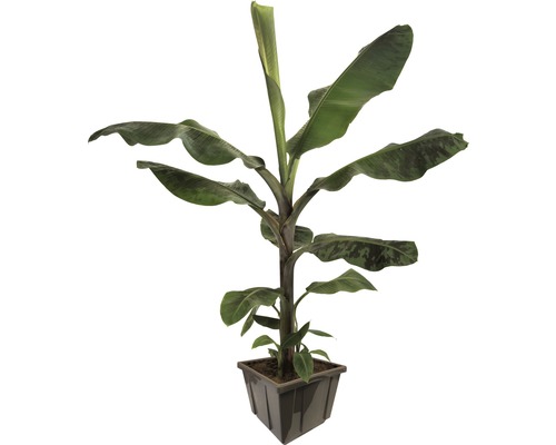 Banane plantain FloraSelf Musa x paradisiaca 'Dwarf Cavendish' dans un pot de fleurs