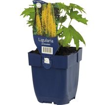 Ligularia przewalskii plante en pot