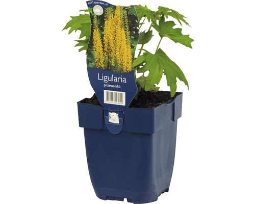 Ligulaire, ligulaire d'or FloraSelf Ligularia przewalskii h 5-40 cm Co 0,5 L