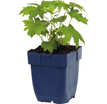 Plante en pot