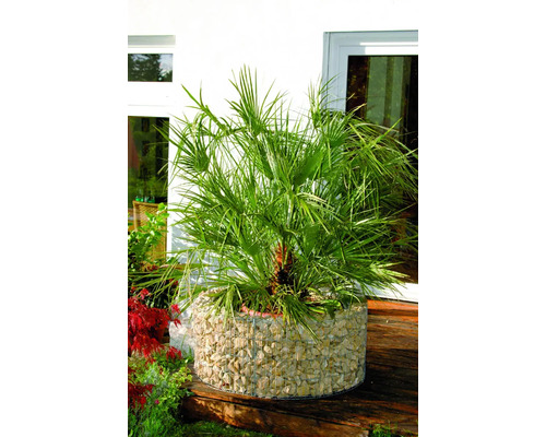 Palmier chanvre dans un bac à fleurs en gabion à l''extérieur