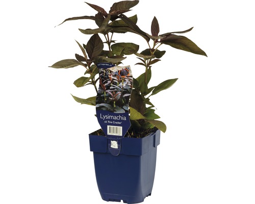 Bewimperter Felberrich FloraSelf Lysimachia ciliata 'Fire Cracker' H 5-60 cm Co 0,5 L