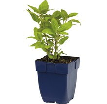 Plant de basilic en pot