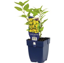 Lysimaque ponctuée en pot