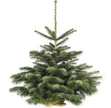Sapin de Nordmann en pot