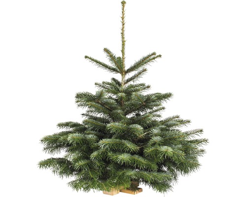 Sapin de Nordmann en pot