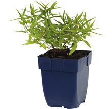 Plante en pot