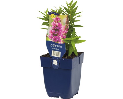 Blutweiderich im Topf