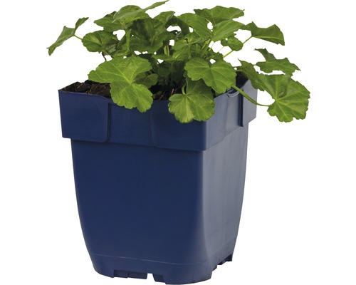 Géranium en pot