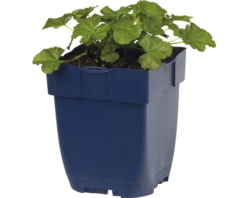 Géranium dans un pot de fleurs