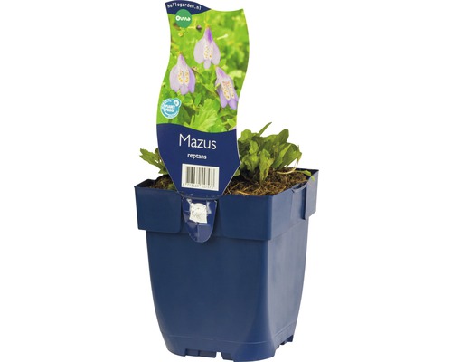 Mazus rampant FloraSelf Mazus reptans h 5-15 cm Co 0,5 l