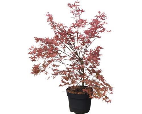 Érable japonais en pot