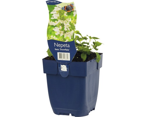Nepeta faassenii Snowflake plante en pot