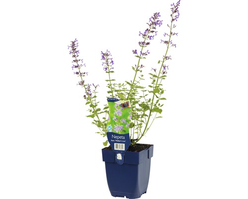 Plant de cataire en pot
