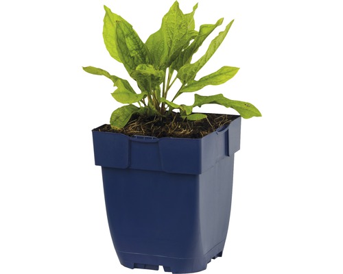 Plante d''aquarium en pot bleu