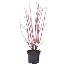 Cornouiller en pot avec des branches rouges