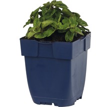 Plante en pot en plastique bleu