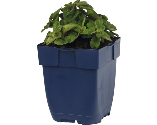 Pflanze in blauem Kunststofftopf