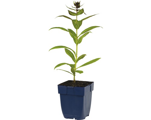 Enzian im Topf für den Garten