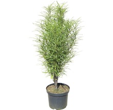 Plante en pot avec des feuilles vertes