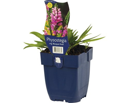 Gelenkeblume FloraSelf Physostegia virginiana 'Bouquet Rose' H 5-80 cm Co 0,5 L Physostegia Virg. ''Bouquet Rose'' in einem Topf