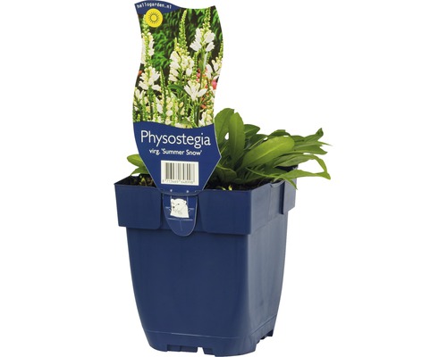 Gelenkeblume FloraSelf Physostegia virginiana 'Summer Snow' H 5-20 cm Co 0,5 L Gelenkblume ''Summer Snow'' im Topf