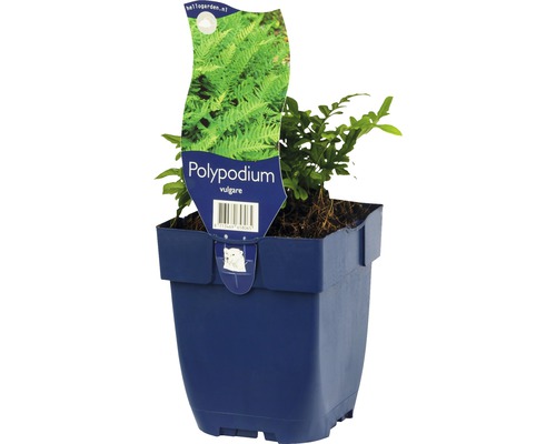 Phlebodium, polypode commun FloraSelf Polypodium vulgare h 5-50 cm Co 0,5 l Polypode vulgaire dans un pot