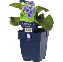 Schmalblättriges Lungenkraut FloraSelf Pulmonaria angustifolia 'Azurea' H 5-35 cm Co 0,5 L
