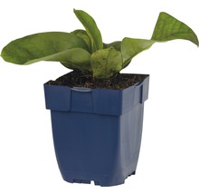 Schmalblättriges Lungenkraut FloraSelf Pulmonaria angustifolia 'Azurea' H 5-35 cm Co 0,5 L