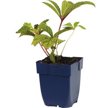 Plante en pot plastique