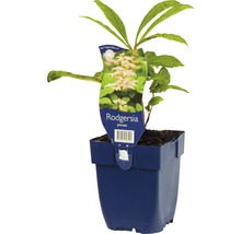 Rodgersia pinnata en pot