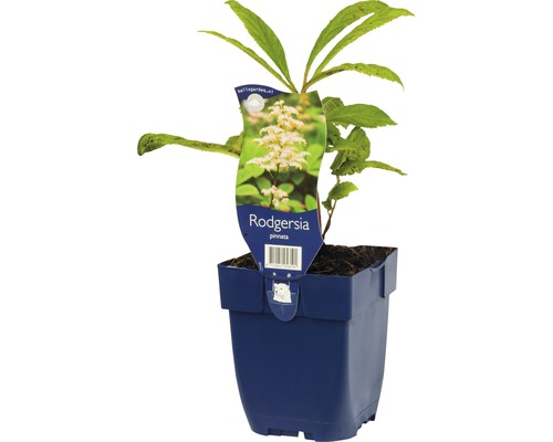 Schaublatt FloraSelf Rodgersia pinnata H 5-20 cm Co 0,5 L Blattschmuckstaude Rodgersia pinnata im Topf
