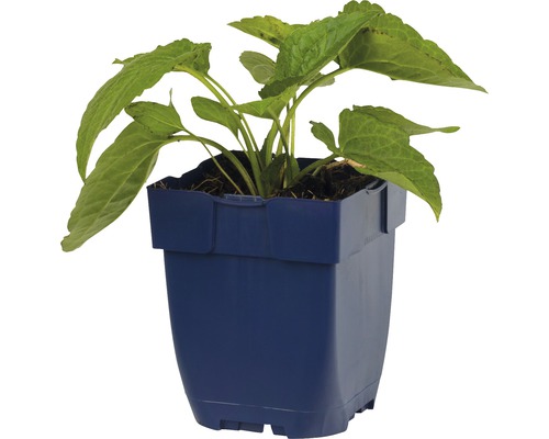 Plante en pot