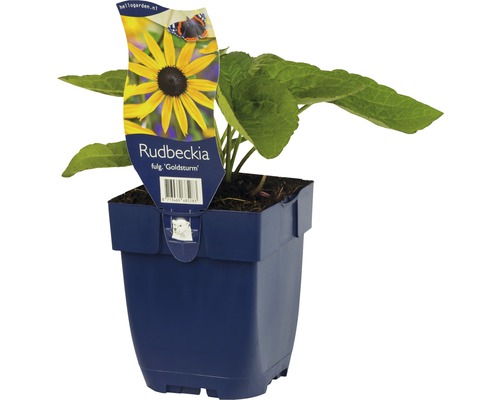 Rudbeckia Goldsturm en pot