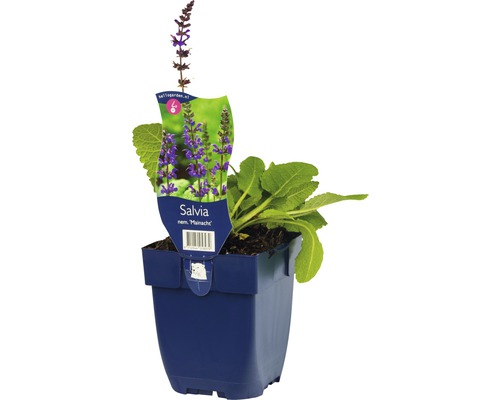 Sauge des bois, sauge des forêts, sauge guarani FloraSelf Salvia nemorosa 'Mainacht' h 5-20 cm Co 0,5 l