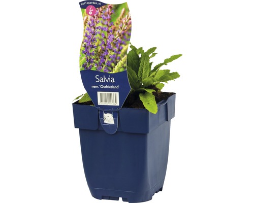 Hainsalbei, Ziersalbei, Gartensalbei FloraSelf Salvia nemorosa 'Ostfriesland' H 5-20 cm Co 0,5 L Hainsalbei, Ziersalbei, Gartensalbei FloraSelf Salvia nemorosa 'Ostfriesland' H 5-20 cm Co 0,5 L