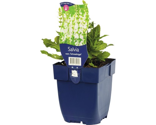 Sauge des bois, sauge des forêts, sauge guarani FloraSelf Salvia nemorosa 'Schneehuegel' h 5-20 cm Co 0,5 l