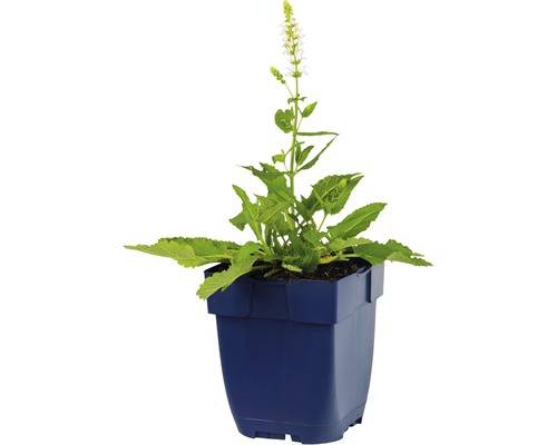 Sauge plante en pot