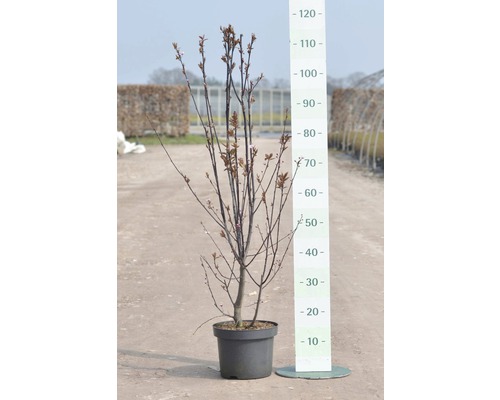 Prunus FloraSelf Prunus cerasifera 'Nigra' H 40 cm Co 5 L