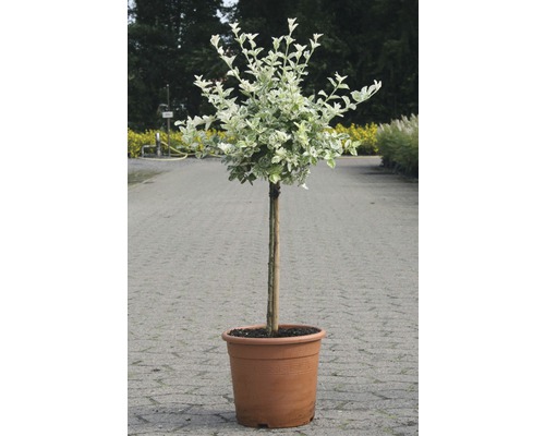 Kriechspindel Stämmchen FloraSelf Euonymus fortunei 'Harlequin' Halbstamm 40 cm H 60-80 cm Co 6 L