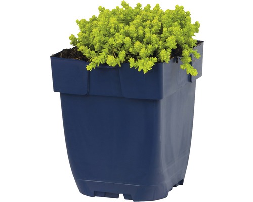 Orpin dans un pot de fleurs bleu