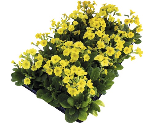 Primevères jaunes en pot de culture