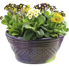 Arrangement de primevères en pot