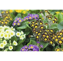 Gros plan de fleurs de primevère de différentes couleurs