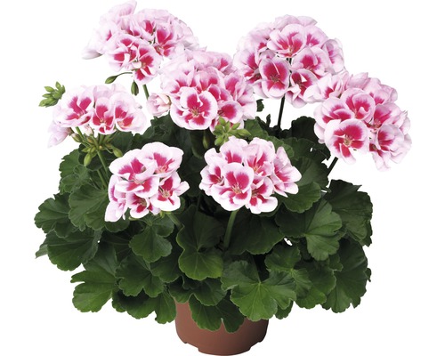 Géranium avec des fleurs blanc et rouge dans un pot