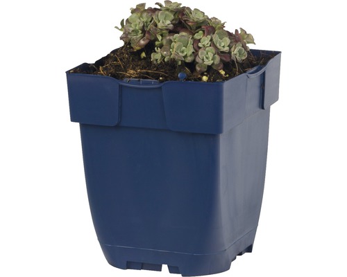 Hauswurz in einem blauen Kunststofftopf