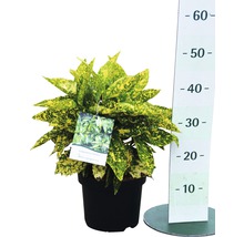 Aucube FloraSelf Aucuba japonica 'Crotonifolia' H 40-50 cm Co 4,5 L