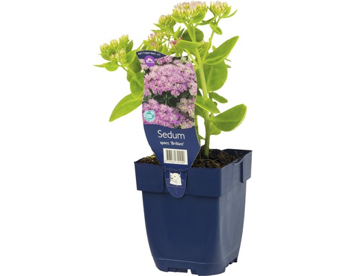 Orpin remarquable haut FloraSelf Sedum spectabile 'Brillant' h 5-20 cm Co 0,5 l Orpin ''Brillant'' en pot
