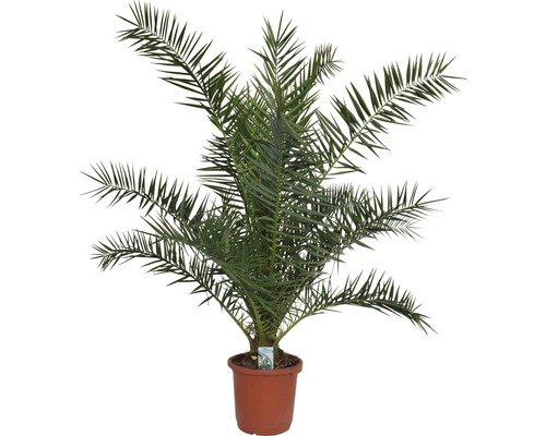 Dattelpalme im Topf