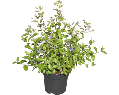 Blaublütenstrauch in einem Topf
